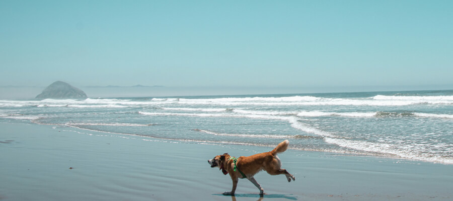 How to Keep Your Dog Cool in Hot Weather